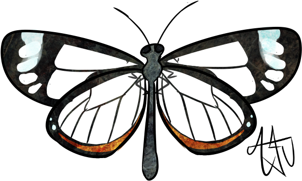 Glasswing Butterfly By Thetreedragonbiscuit - Brush-footed Butterfly (638x386)