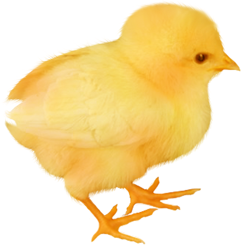 Baby Chicken Transparent Image - Chicken Baby Png - (835x837) Png