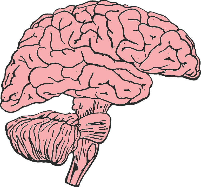Cartoon Picture Of A Brain 7, - Brain Clip Art (774x720)