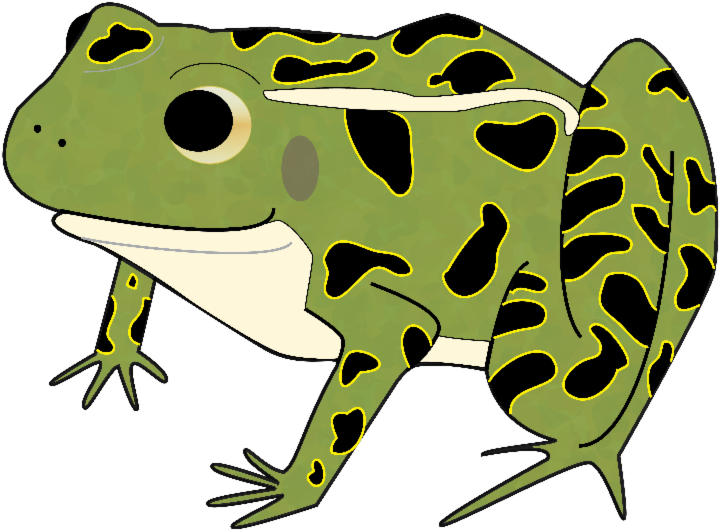 [please Turn On Images] Loren The Leopard Frog - Leopard Frog Clipart (800x611)