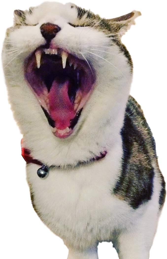 "until The Last Big Jolly Concludes, There'll Be No - Cat Yawns (1064x1064)