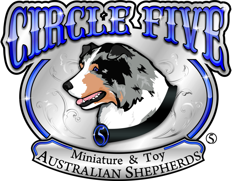 Click Here To See Our Available Babies - English Shepherd (979x759)