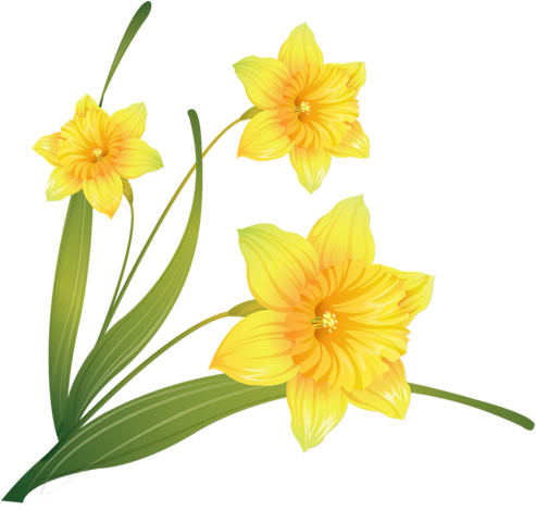 Российский Сервис Онлайн-дневников - Transparent Background Daffodil Flower Clip Art (500x468)