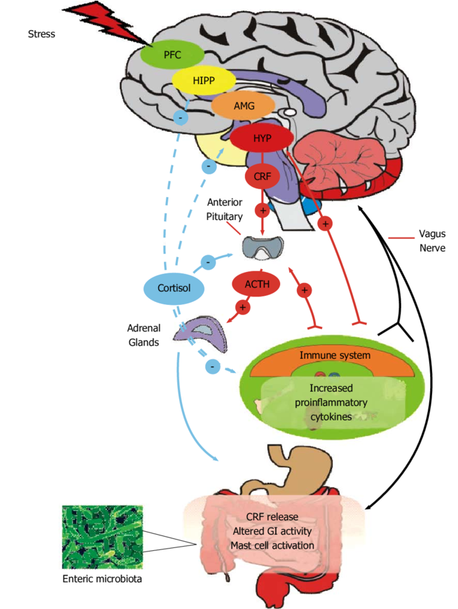 Read More - - Enteric Nervous System Cns (850x868)