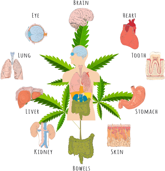 Weed Does The Same Thing As Exercising - Cannabinoid Mechanism Action Receptors (600x600)