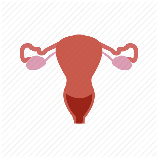 Free Medical Icons - Cervix Png (512x512)