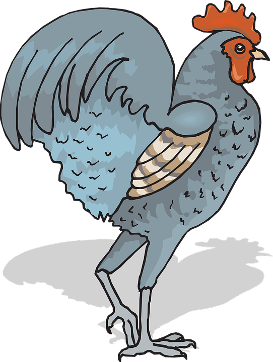 Chicken Cock Pixabay (542x720)