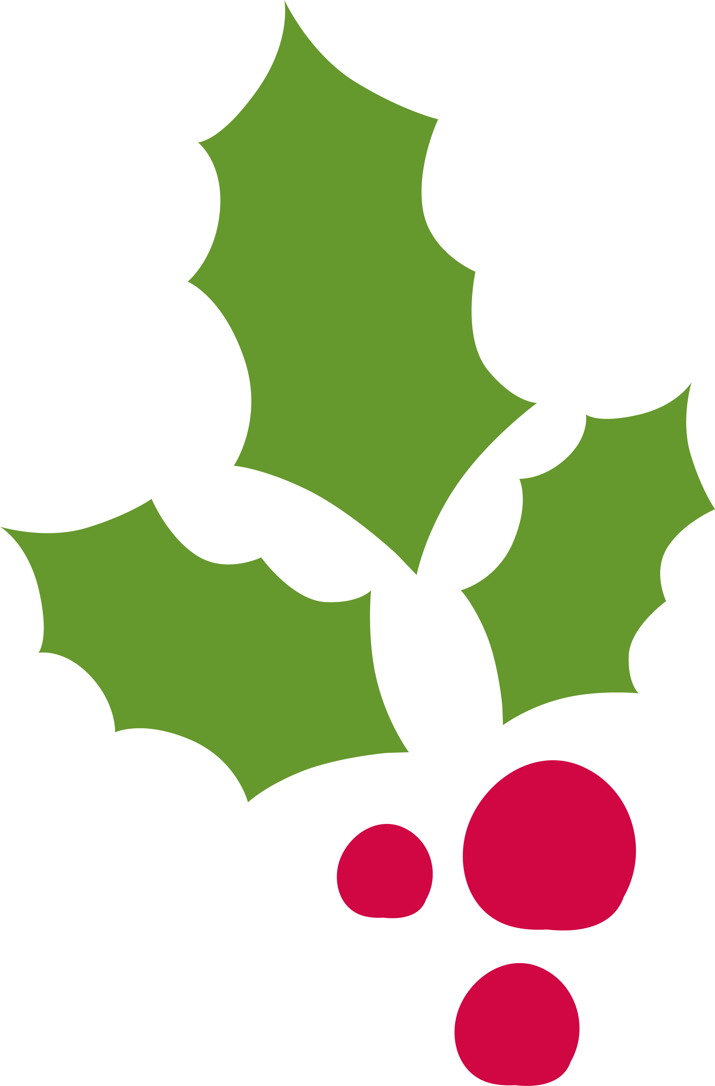Common Holly Christmas Decoration - Common Holly Christmas Decoration (3001x4557)