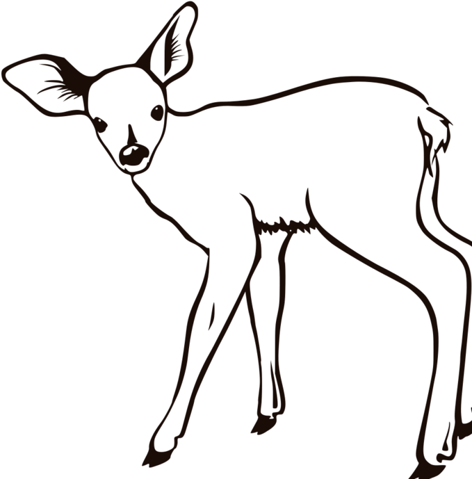 Buck Deer Clip Art Cliparts Co G1ii5l Clipart - Outline Pictures Of Animals (700x692)