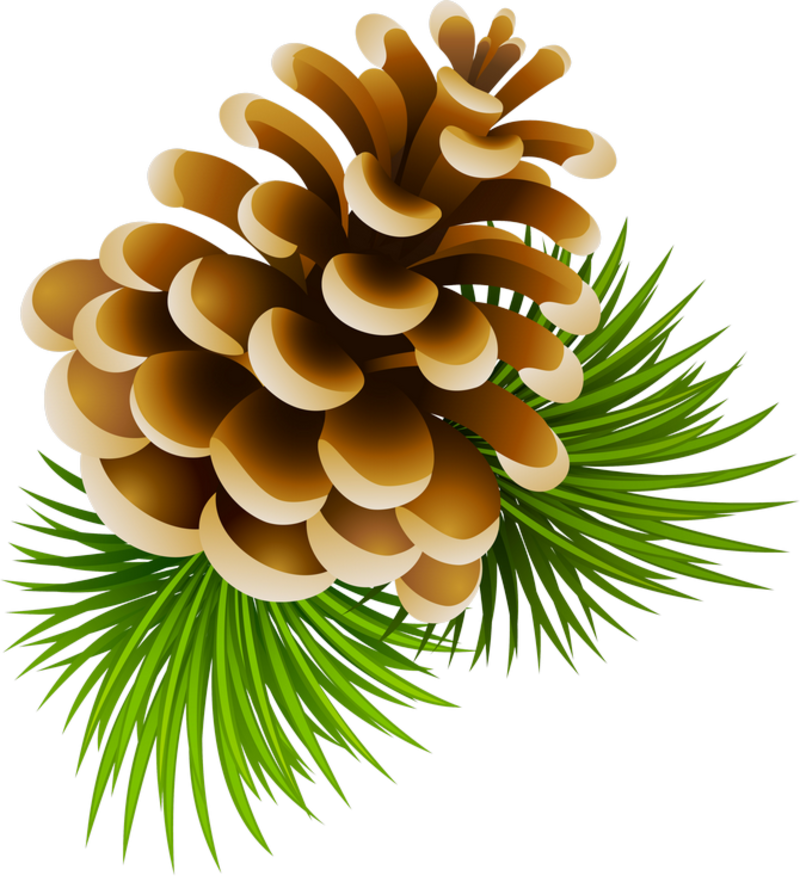 0 13a5a1 E1865154 Xl - Pine Cone Clipart Png (800x876)