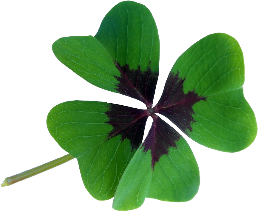 Oxalis Acetosella Red Clover Four-leaf Clover Luck - Four Leaf Clover Lucky Charm (1024x768)