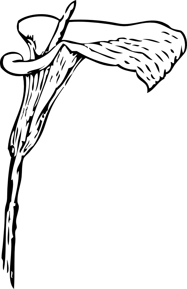 Get Notified Of Exclusive Freebies - Calla Lily Clip Art (647x1000)