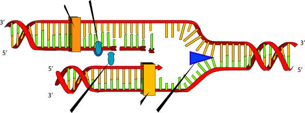 Dna Replication Clipart - Dna Replication Steps (600x223)