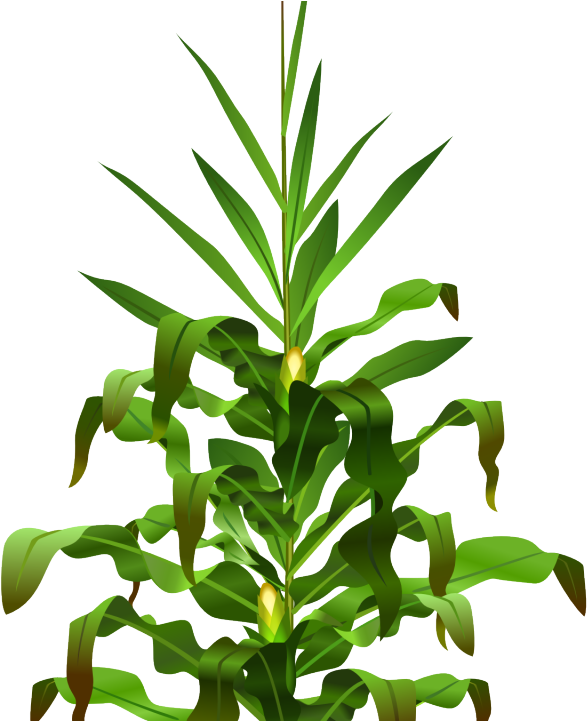 Planta De Maiz Png (1280x720)