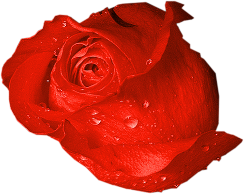 Fl-83 - Garden Roses (504x400)