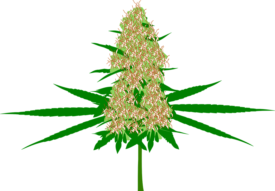 Marijuana Clipart 13, - Marihuana Png (960x665)