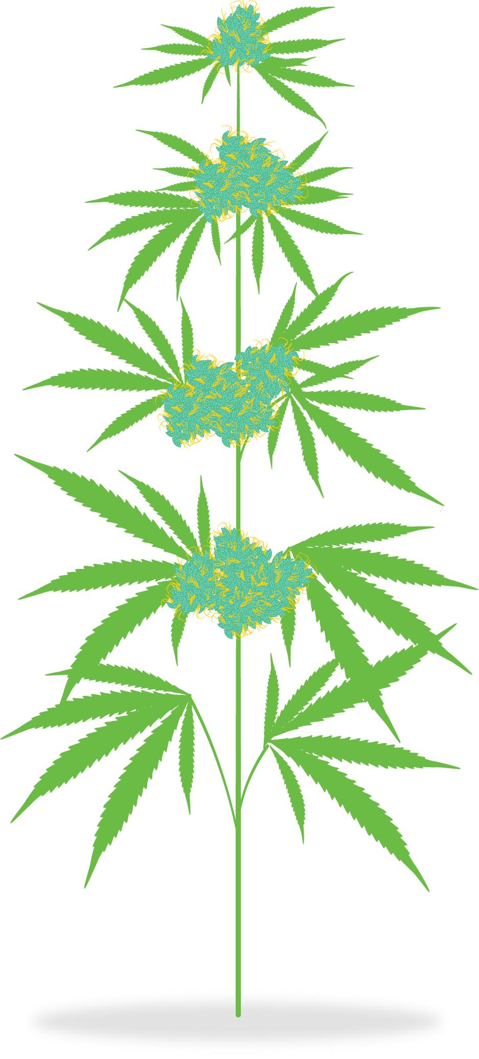 The Cannabis Plant - Cannabis Plant Clipart (937x2068)