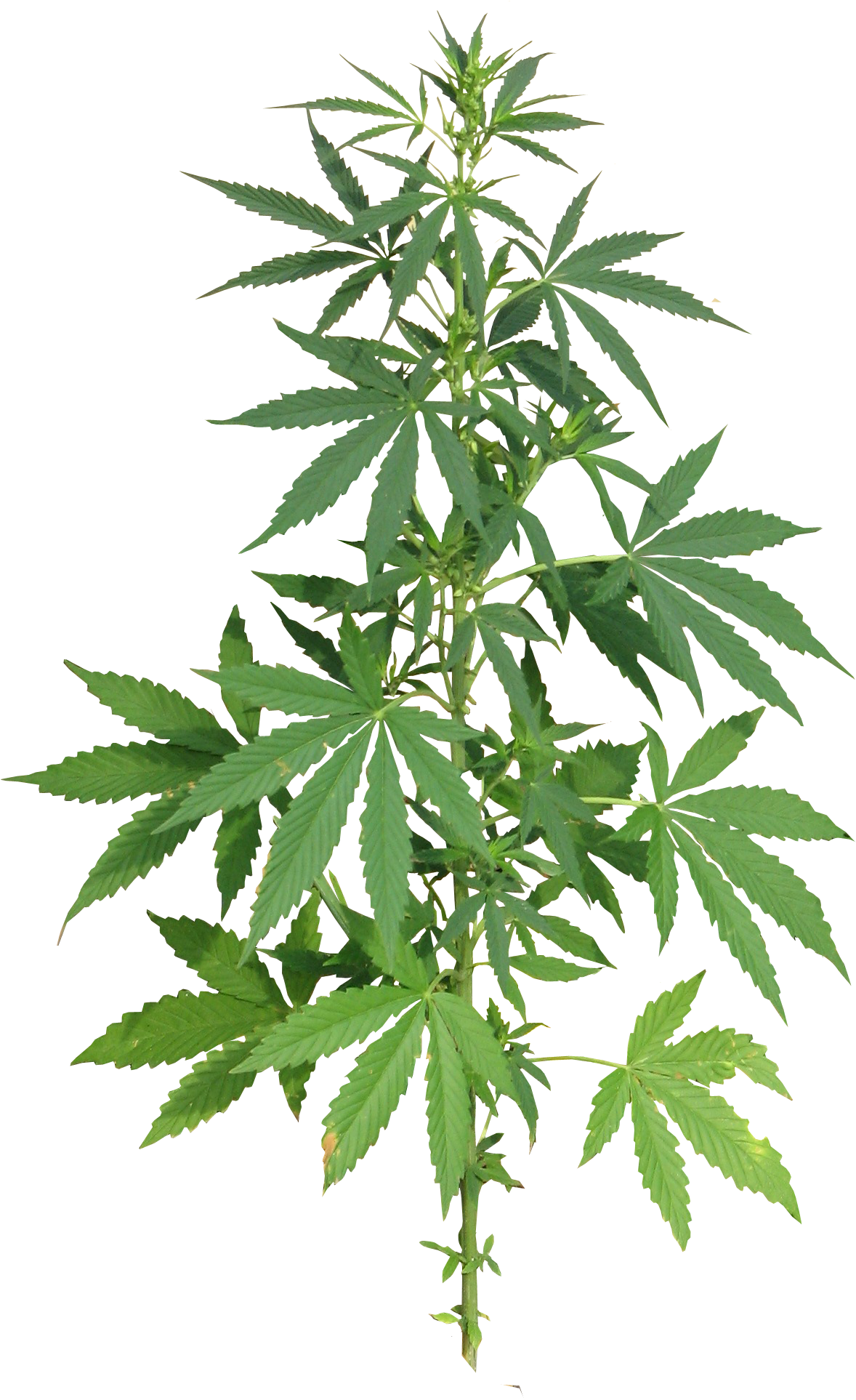 Cannabis Leafs Clip Art - Cannabis Png (1322x1984)