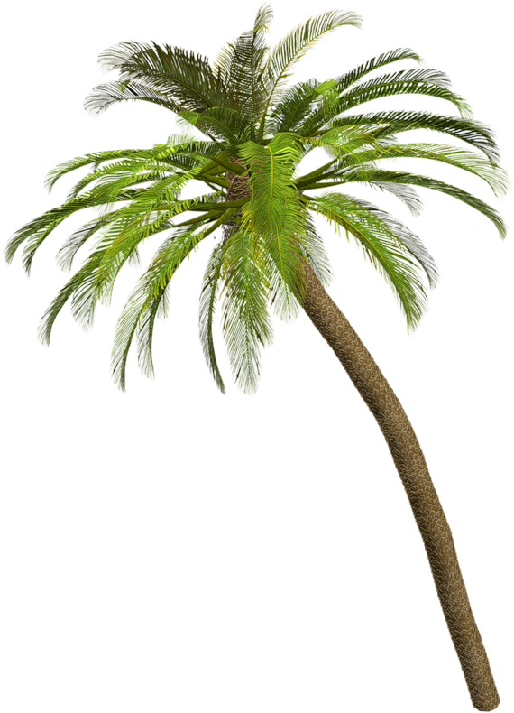 Fondo - - Palmeras Sin Fondo Png (579x800)