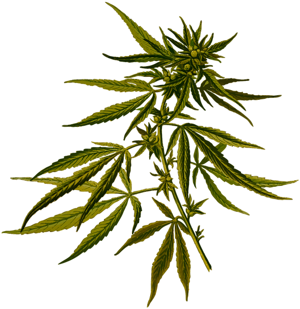 Marijuana Clipart 19, - Transparent Cannabis Png (700x720)