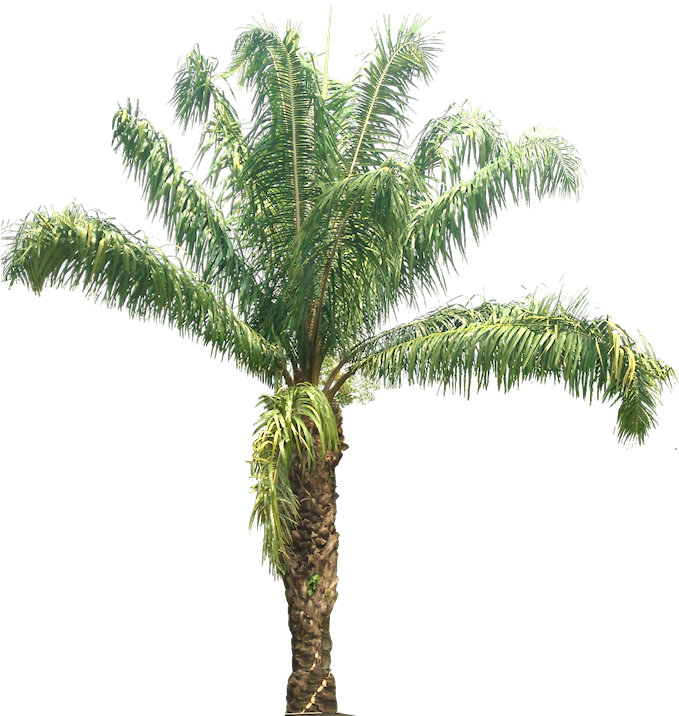 Fondo - - Palmera Logo Fondo Transparente (695x729)