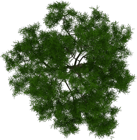 Trendy Arbol Png With Imagenes De Rboles - Architectural Tree Plan Png (700x500)