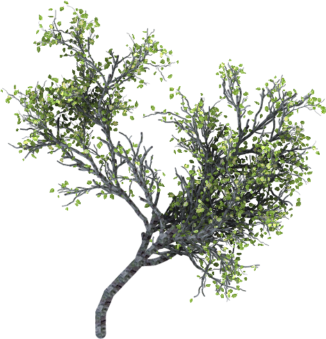 Perfect Dcdpng X Px With Ramas De Arboles - Arbol Png Fondo Transparente (800x600)