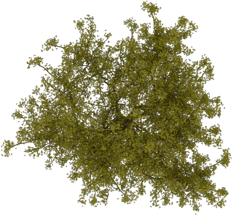 Beautiful Arbol Png With Imagenes De Rboles - Arboles Png (700x500)