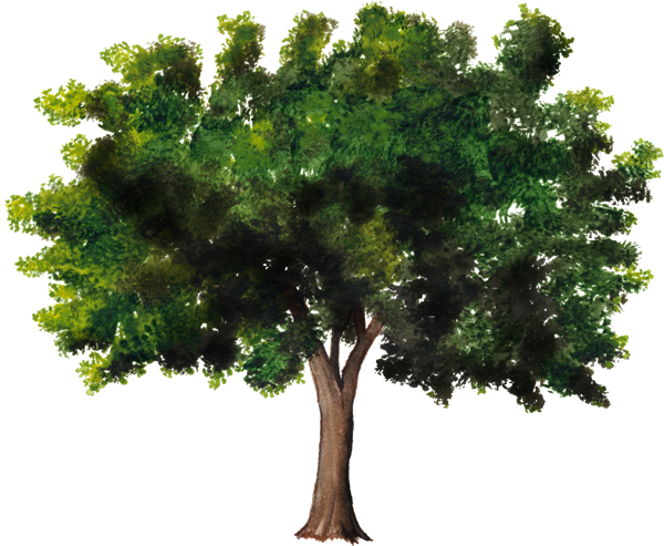 Árbol De Plantas Leñosas Celtis Australis Tronco - Tree (750x502)
