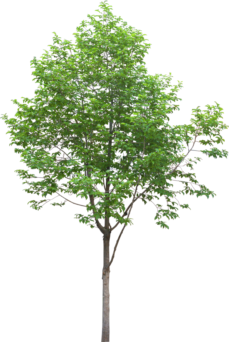 Carlos Arroyo Puerto Rico (774x1122)