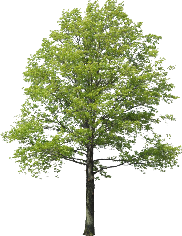 Populus Nigra Árbol De La Representación Del Paisaje - Arbol Png (832x825)
