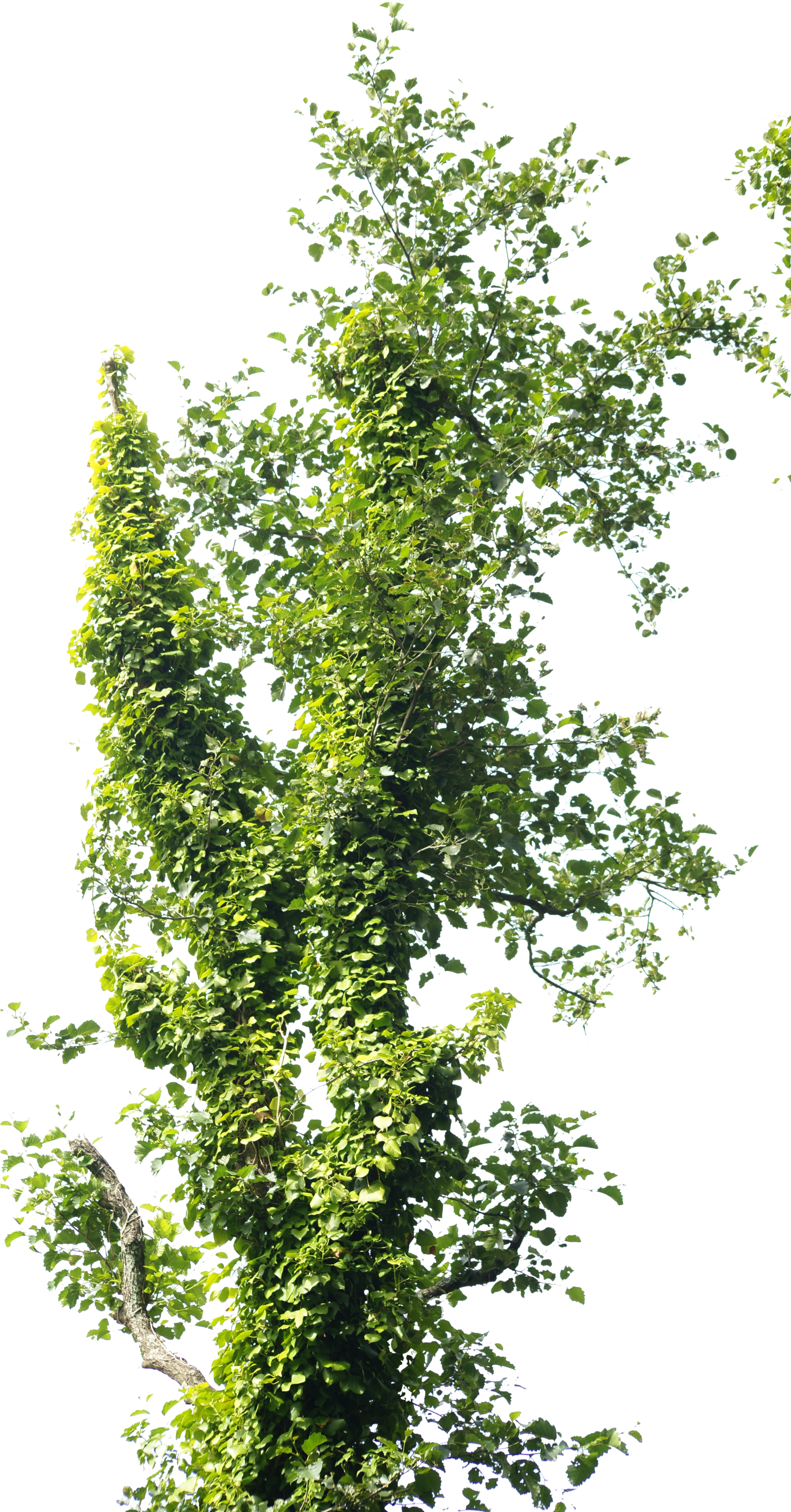 Png Arbol By Eross With Ramas De Arboles - Png Plants Photoshop (1600x3174)