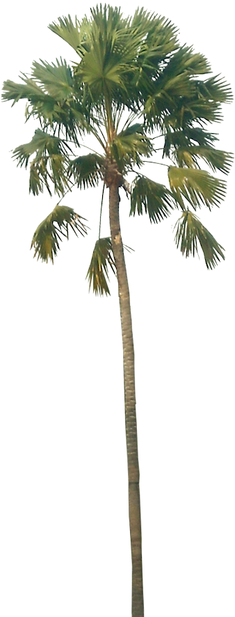 Fondo - - Southeast Asia Palm Species (338x885)