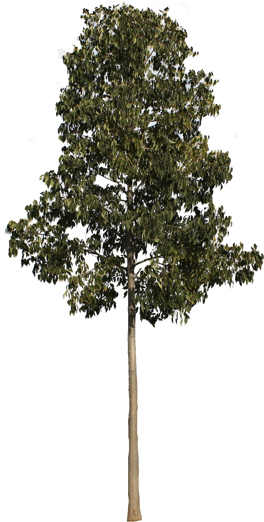 Árbol Png - Arboles Png Alzado (1022x1920)