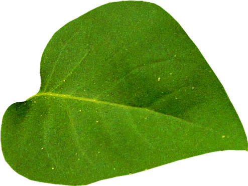 Scrap De Hojas De Árboles - Hoja De Arbol Png (551x497)