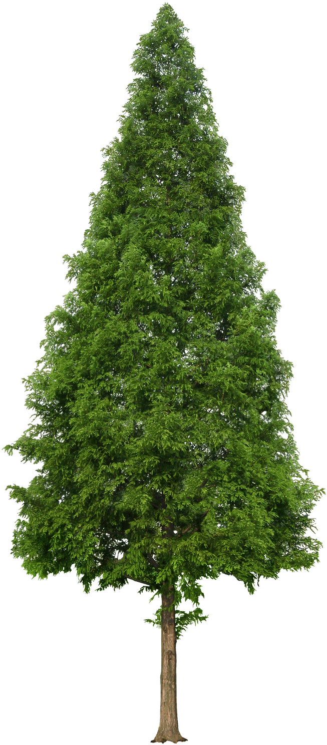 Marcos Para Fotos, Marcosscrap - Drzewa Od Góry Png (914x1600)