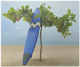 Póster Tabla De Surf Se Inclina Contra Árbol En La - Wanderlust (400x400)