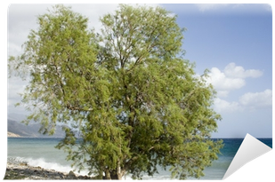 Fotomural Saltcedar Árbol En La Playa - Birch (400x400)