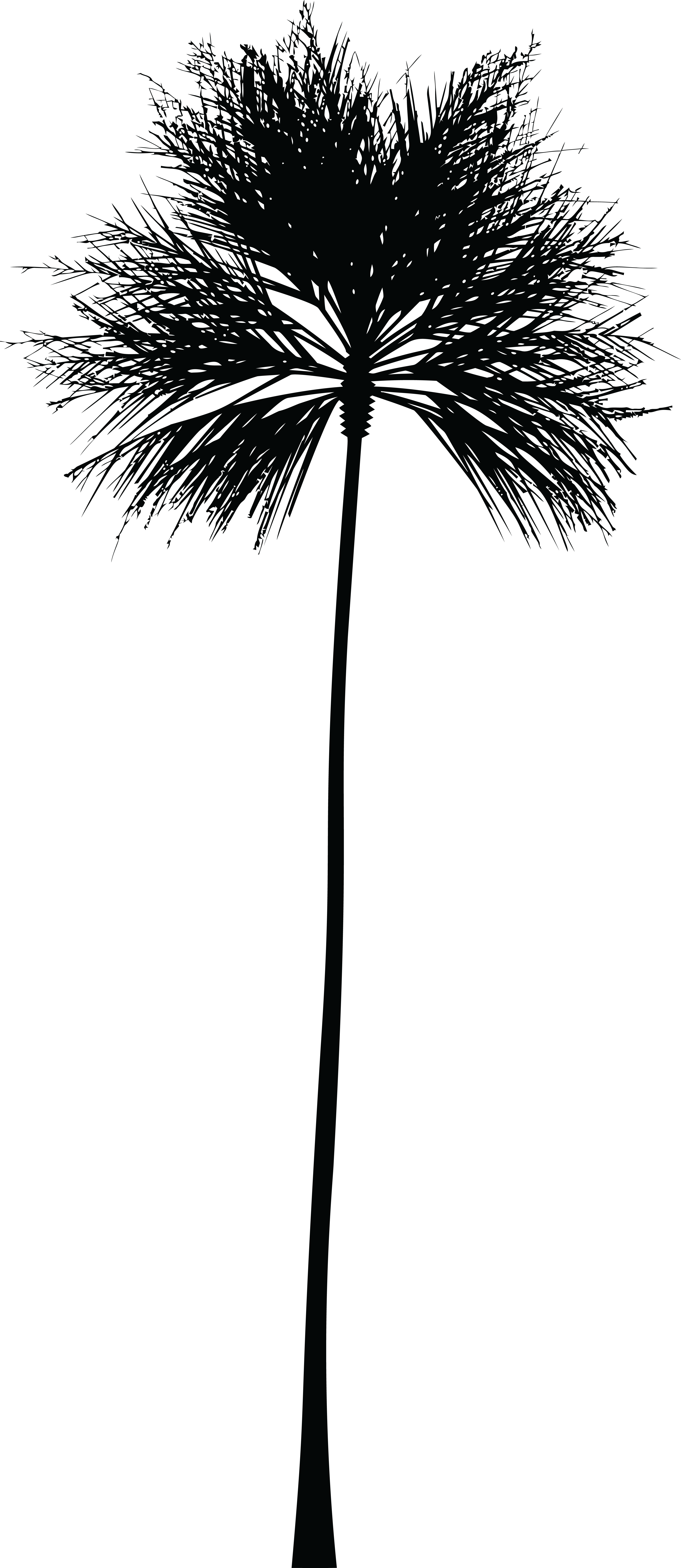Free Clipart Of A Palm Tree - Free Clipart Of A Palm Tree (4000x9211)