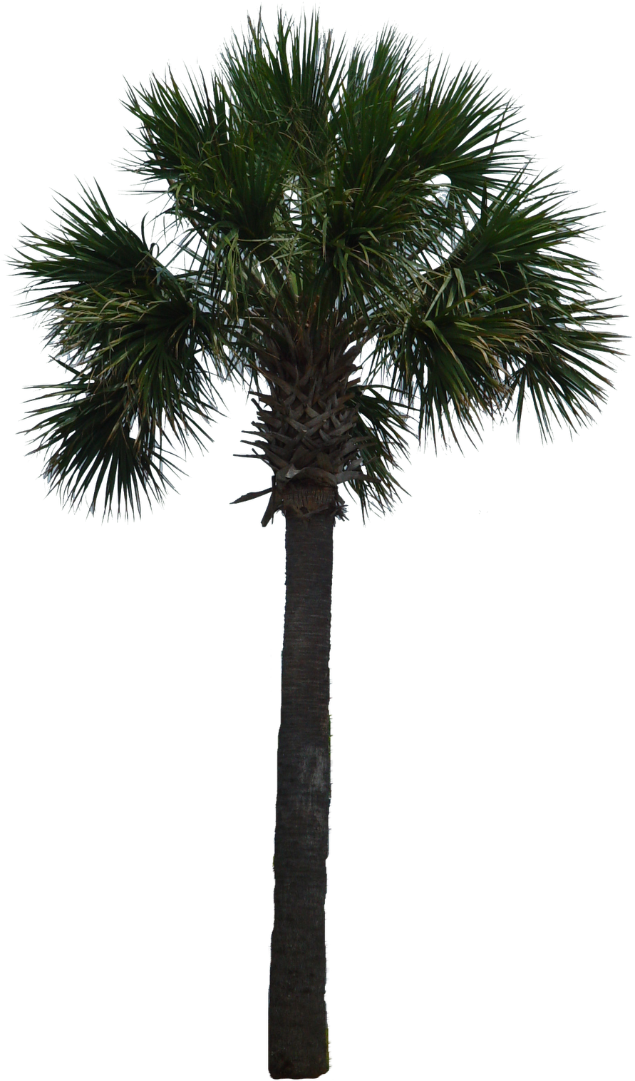 Tree Arecaceae Woody Plant Asian Palmyra Palm - Tree Arecaceae Woody Plant Asian Palmyra Palm (1238x1600)