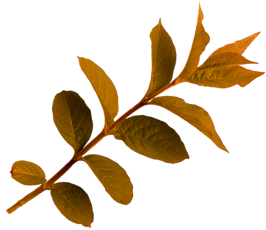 Png Sonbahar Yaprakları, Autumn Leaves Png, Autumn - Twig (450x337)