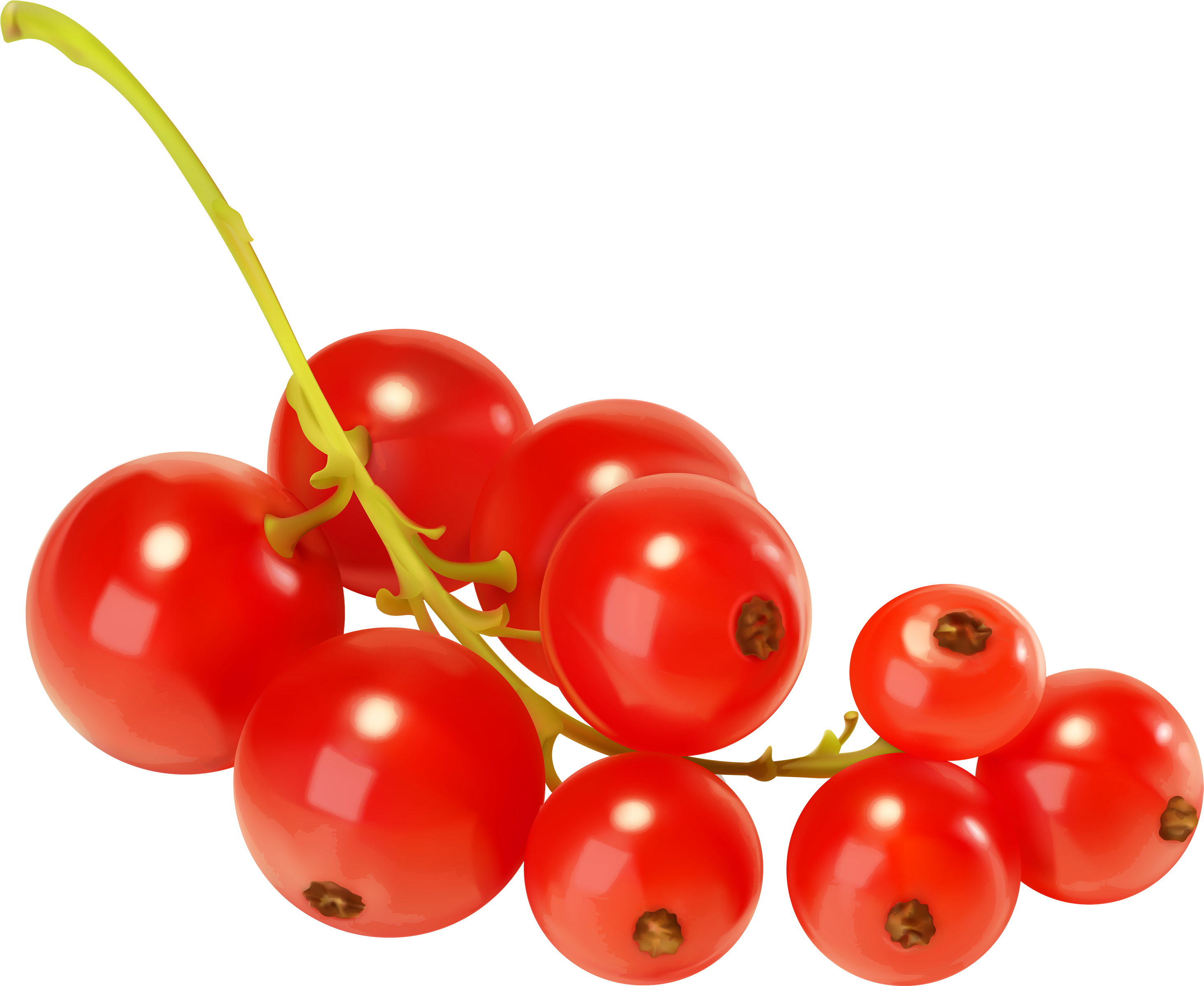 Red Currants Png Clipart Best Web Clipart - Red Currant Png (3000x2493)