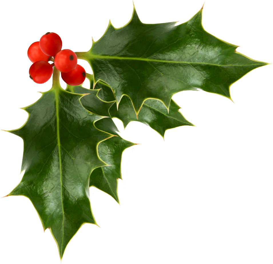 Common Holly Clip Art - Common Holly Clip Art (1000x1000)