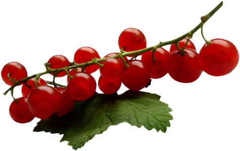 Download Redcurrant Png Image - Red Currant Png (500x328)