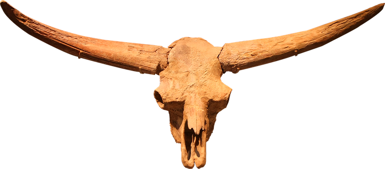 Adult Content Safesearch Bison Latifrons Ancient Bison - Bison Latifrons Skull (774x340)