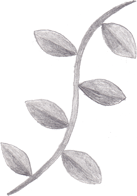 Vine Clipart Simple - Simple Vine Clipart (449x641)