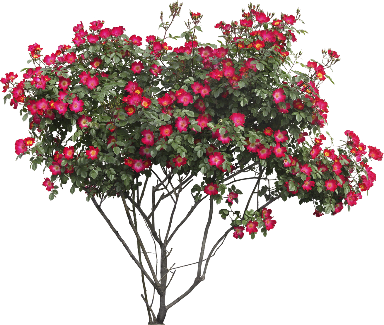 Bush Png Image - Flower Bush Png (1311x1110)