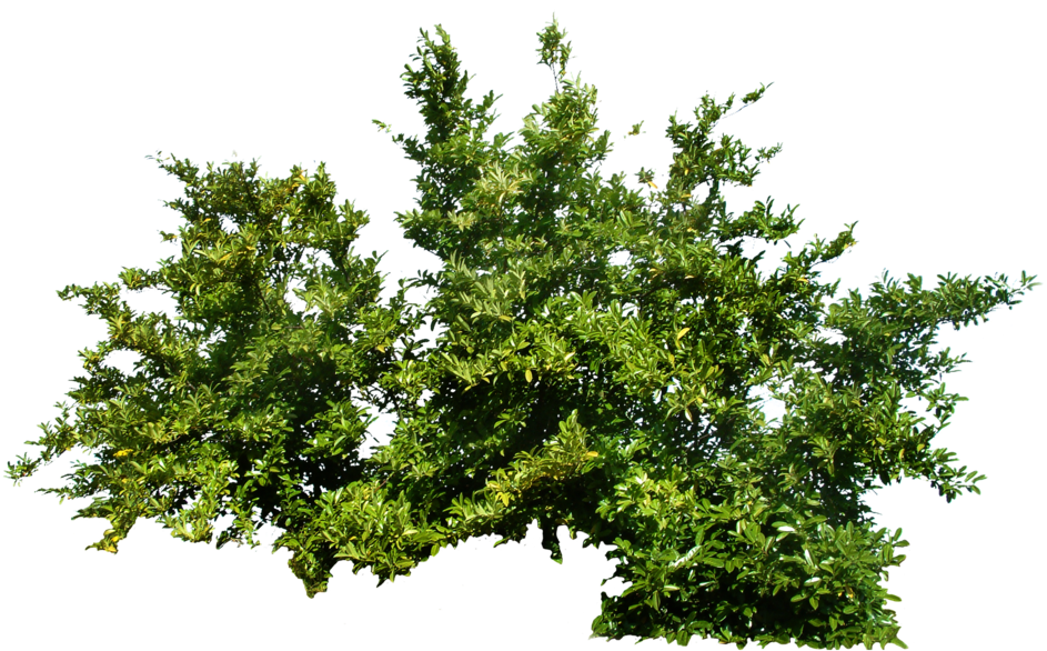 Bush Png Image - Plants Png Transparent (1024x819)