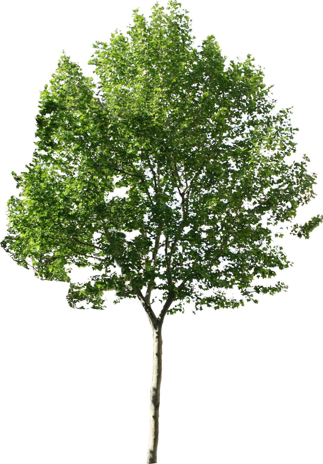 Trees No Background Png For Photoshop - Photoshop Tree Png (1227x1763)