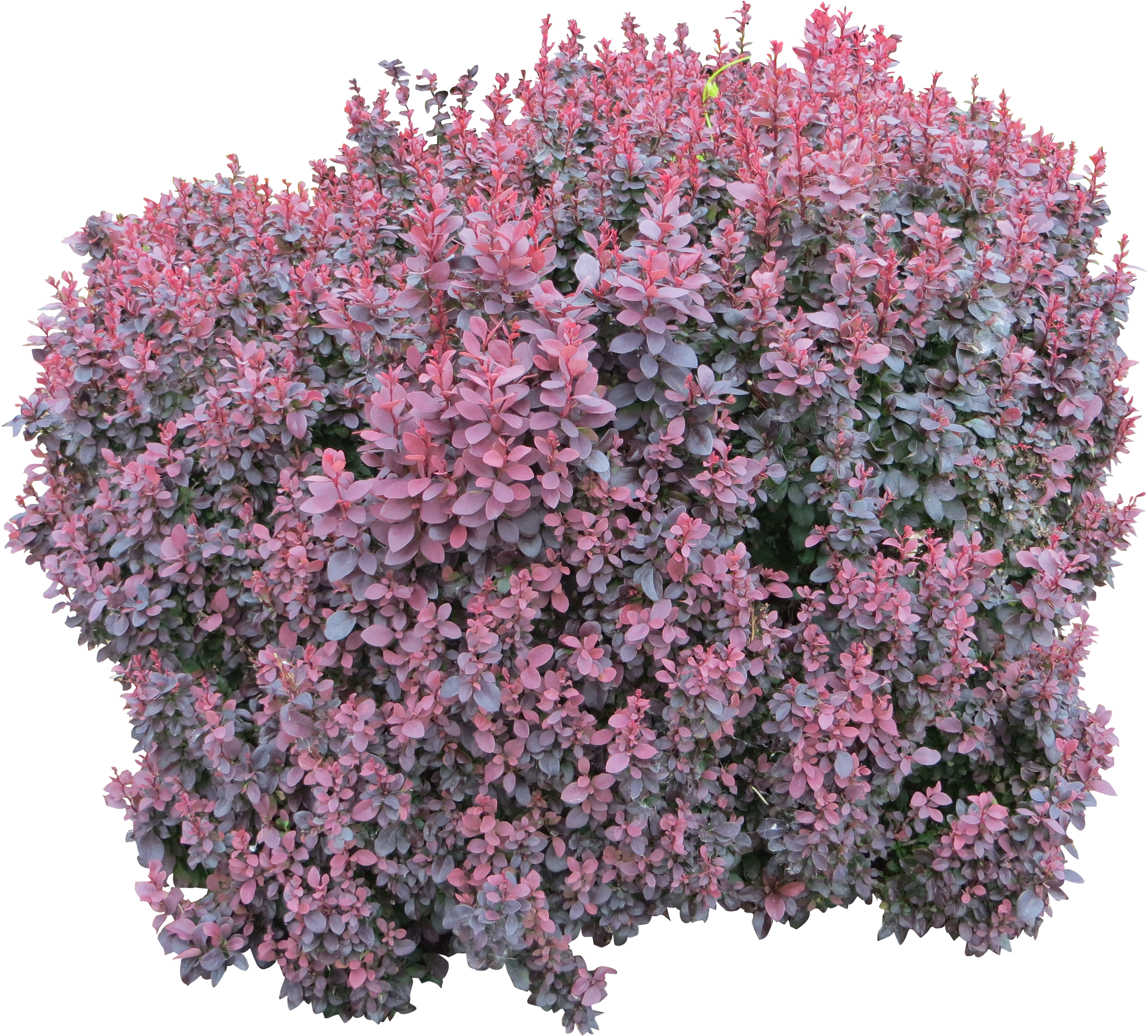 Flower Bush Png (2902x2902)